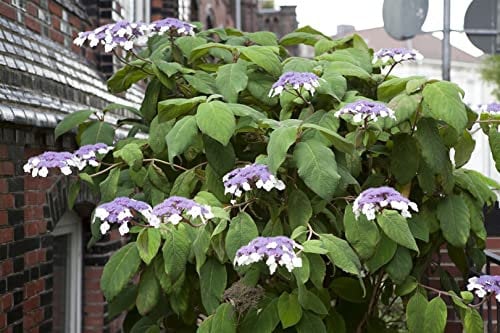 Hydrangea aspera 'Macrophylla' 60-100 cm - Samthortensie, lila Blüten, Blütezeit Juli-September, ideal für halbschattige Standorte, bienenfreundlich