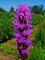 10 semi di fiori viola hosta