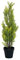 EUROPALMS Zypresse, Leyland, Kunstpflanze, 60cm | Zypresse in moderner Form, in natürlicher Optik