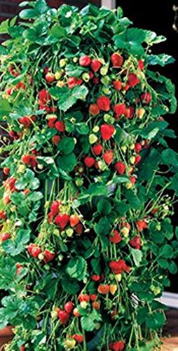 Bowry Macetas colgantes para fresas, flores y plantas (paquete de 3)