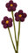 your castle Filzblumen handgemachte Dekoblumen für individuelle Kreationen, nachhaltiges Geschenk, fairer Handel, realistische Kunstblumen, 3 Stück mit Blüten in Dunkellila