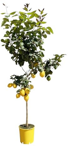 Trendyplants - Zitronenbaum - Gartenpflanze - Höhe 170-190 cm - Topfgröße Ø24cm - Citrus Lemon