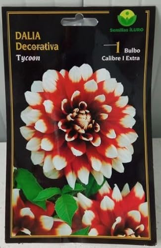 Peyca Bulbo de Dalia decorativa tycoon 1 unidad - Semillas Iluro