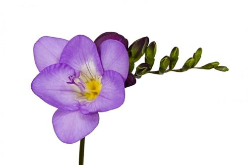 Freesien Zwiebeln, Reinigen Die Luft Seltene, Orchideen,Lange BlüTezeit,Winterhart Mehrjährig, Zwiebelblumen,Duftende Blumen,Winterhart Zwiebeln-10zwiebeln-A