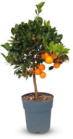 Sunny Tree - Naranjo - Citrus Calamondin - 90 centímetros - Naranjo de 3 años - Lugares soleados - Fructificación - Árbol frutal