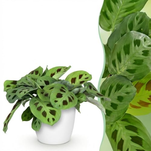 Maranta Fascinator Kerchoveana - Zebra Pflanze - Haustierfreundliche Pflanze - Grün - 4 Pflanzen - mit Potter Weiß - 25cm - Ø12cm - Zimmerpflanze - Komplettes Set - Pflanze mit Topf