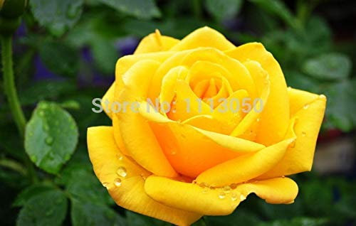 100Pcs Seeds Rare Yellow Rose Seeds Rose Flower Seeds