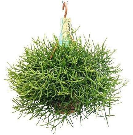 Rhipsalis Heteroclada - Pianta d'appartamento, Ø 21 cm, 40 cm
