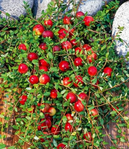 BALDUR Garten 3x Cranberry-Beere, Moosbeere, Pflanzen im 9x9 cm-Topf