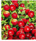 BALDUR Garten Cranberry-Beere, Moosbeere, 3 Pflanzen Vaccinium macrocarpon, winterhart, mehrjährig, Vaccinium macrocarpon, reiche Ernte an essbaren Früchten