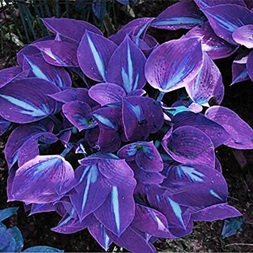 Benoon Semi Di Hosta, 1 Sacchetto Di Semi Di Hosta Estetici Facili Da Coltivare 3 Colori Di Semi Di Fiori Naturali Per Giardino Viola-Bianco Semi di Hosta