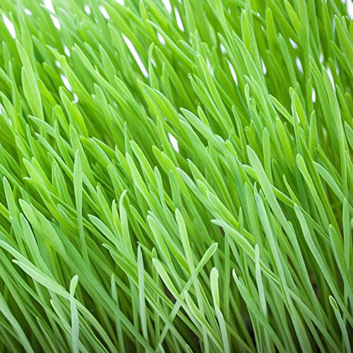 Katzengras Samen Für Katzen, Katzengras Fertig Gewachsen Gartenpflanzen Winterhart Mehrjährig Cat Grass Katzengras Pflanze Exotische Pflanzen Katzengras Kaufe - 300 Stück (Grün)