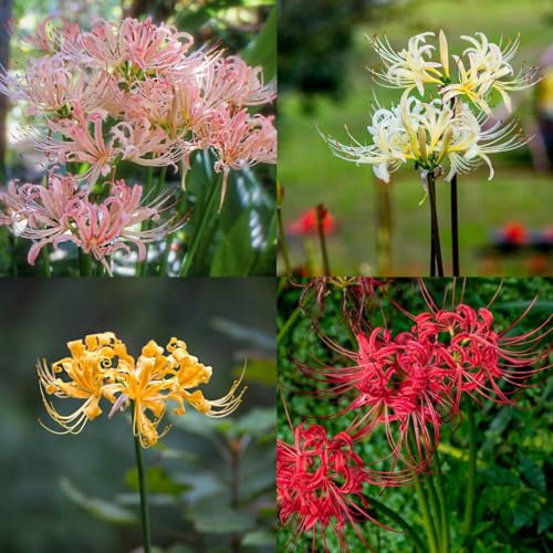10 piezas Bulbos de lirio araña Regalos jardinero jardín de flores Cebolla Lycoris radiata Regalos para amantes de la jardinería, flores, plantas de interior. Plantas perennes Hardy