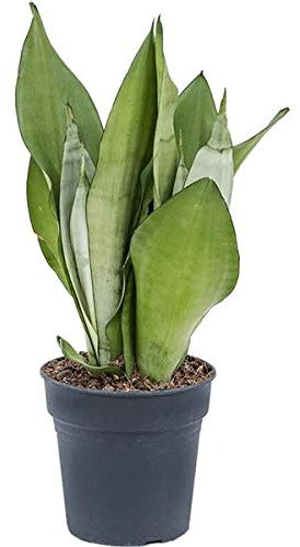 Sansevieria Moonshine ca. 70 cm Bogenhanf Zimmerpflanze