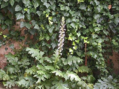 Bärenklau im Topf Acanthus mollis immergrün Solitärpflanze Kübelpflanze | Acanthus mollis, 100-150 cm hoch, weiße Blüte Juni-August, sonnig bis halbschattig, frosthart bis -10 °C