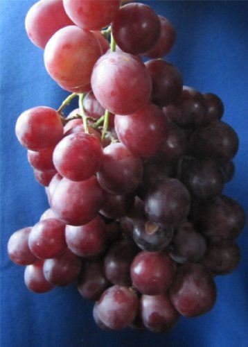 Vitis vinifera Red Globe - rosé Weintraube Tafeltraube - kernarm - veredelt und mit Neuaustrieb