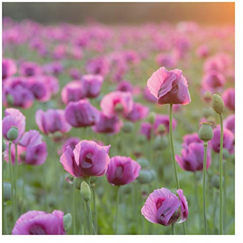 Bilderwelten Blumen Fototapete modern inkl. Kleister 192x192cm - Vliestapete Made in Germany - große Blumen Tapete Schlafzimmer - Mohn Blumentapete 3D - Tapete floral Wohnzimmer Flur T_2570