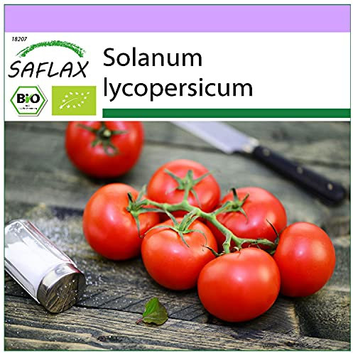 SAFLAX - BIO - Tomate - Matina - 10 Samen - Solanum lycopersicum