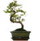 Bonsai Carmona Fukientee Zimmerpflanze im 15 cm Topf (30-40 cm inkl. Topf)