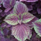 Saterkali Semillas de Shiso púrpura, 100 piezas/bolsa Semillas de Shiso púrpura Color brillante Bajo en carbohidratos Excelente planta productora Semillas de Perilla para jardín Semilla