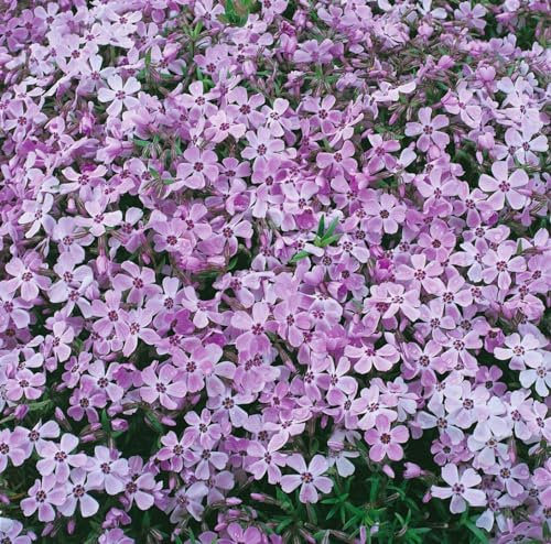 Phlox subulata 'Linner Traum' ca. 9x9 cm Topf - Polsterphlox, rosa Blüten, Blütezeit April-Mai, ideal für Steingärten, bodendeckend, pflegeleicht