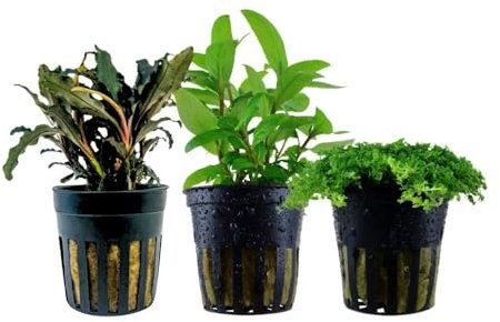 AquaOne Aquarium Pflanzen I 3X Wasserpflanzen I Vordergrund Aquarienpflanzen I Buchephalandra Hemianthus Staurogyna repens I Set mit 3 Vordergrundpflanzen