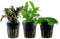 AquaOne Aquarium Pflanzen I 3X Wasserpflanzen I Vordergrund Aquarienpflanzen I Buchephalandra Hemianthus Staurogyna repens I Set mit 3 Vordergrundpflanzen