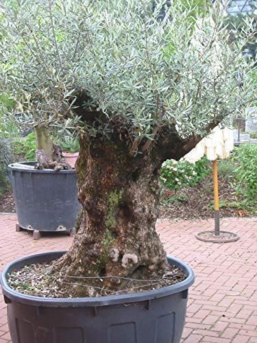 Mediterrano Olivenbaum-Dünger – Der beste Dünger für kräftige Olivenbäume, gesunde Blätter & reiche Ernte – Spezialdünger für Garten & Terrasse. 12 Kg (4X3)