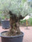 Mediterrano Olivenbaum-Dünger – Der beste Dünger für kräftige Olivenbäume, gesunde Blätter & reiche Ernte – Spezialdünger für Garten & Terrasse. 12 Kg (4X3)