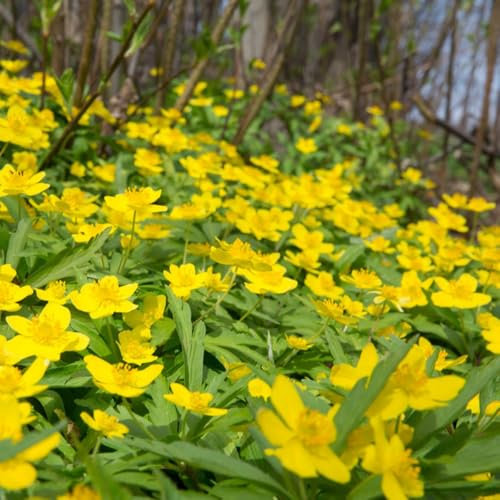 120 pcs winterlinge kaufen samen - wildflower, bodendecker winterhart mehrjährig blumensamen geschenk, pflanze pflanzen winterhart, steinpflanzen winterhart bienenwiese saatgut mehrjährig