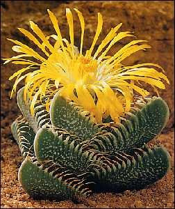 Tropica - Kakteen - Echter Tigerrachen (Faucaria trigrina) - 40 Samen