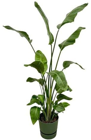 Strelitzia Nicolai Baum-Strelitzie Weißer Paradiesvogel Ø30 cm ca. 180 cm