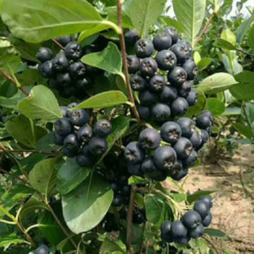 aronia melanocarpa Schwarze Apfelbeeresamen bio kaufen schnelles 400pcs