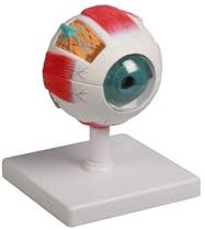 Erler Zimmer Anatomie-Modell Auge