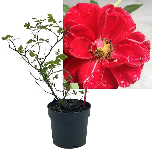 Rose rot 3 Stück | Bodendeckerrose Rosa the Fairy Intragarten im Topf gewachsen Rosenbusch