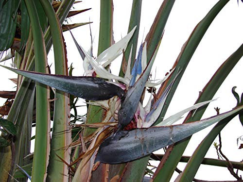 Strelitzia NicolaiBunte Paradiesvogelblume 10 Samen ***Bird of Paradise***