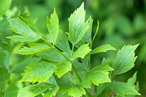 Liebstöckel Levisticum officinale 300 Samen
