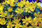 Winterling 20 Samen - Winterling - Perennial