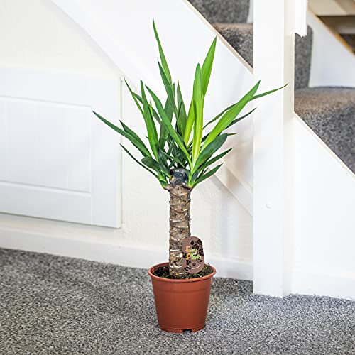 Large Traditional Evergreen House Plants in Pot - Yucca