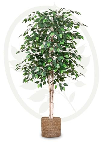 Maia Shop | Ficus | Kunstpflanzen | Künstlicher Baum | Maße: 150 x 70 cm | Künstliche Pflanzen | Fake Plant | Plastik Pflanze | Ficus Benjamini | Deko | Deko Wohnzimmer