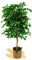 Maia Shop Natural Trunks, Made with The Best Materials, Ideal for Home Decor, Tree (150 cm), Ficus Artificial