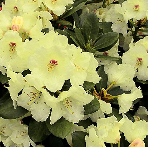 Hochstamm Rhododendron Flava 80-100cm - Alpenrose - lebende Gartenpflanze aus den Baumschulen