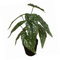 Leaf Design UK Realistische Kunstpflanze mit Topf, Begonie Maculata, Schwarz, 35 cm
