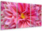 HXA DECO Tableau triptyque Fleurs Dahlia Rose - 90x60 cm - Made in France - 90x60