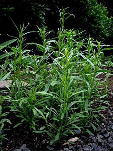 Estragón | Semillas de hierbas para plantar: 200 Semillas