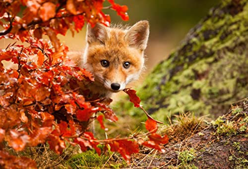 Papier Peint Photo INTISSÉ-RENARD-250x186 cm-(6465AE)-Animaux Forêt Automne Nature Arbres Art photographique Colle Inclus Mural Décor Motif Poster Géant Stickers Muraux Optique Moderne Fond Effet