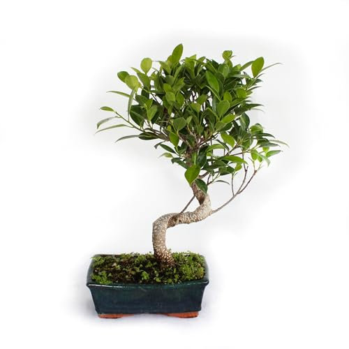 KENTIS - Bonsai Ficus Microcarpa - Bonsai Ficus Retusa - Echte Zimmerpflanze - Handgefertigter Keramiktopf - H 35-45 cm Topf Ø 18,5 cm