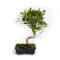 KENTIS - Bonsai Ficus Microcarpa - Bonsai Ficus Retusa - Echte Zimmerpflanze - Handgefertigter Keramiktopf - H 35-45 cm Topf Ø 18,5 cm