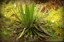 Seltener Agave filifera Schidigera Gewinde-Blatt Sukkulente Aloe Pflanzensamen - 15 Samen