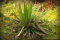 Seltener Agave filifera Schidigera Gewinde-Blatt Sukkulente Aloe Pflanzensamen - 15 Samen